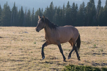 Bay Sorrel wild horse mustang stallion running in the Pryor Mountain Wild Horse Range on the border...
