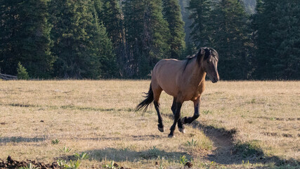 Red Bay wild horse stallion running in the Pryor Mountains Wild Horse Range on the border of...