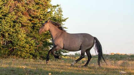 Wild Horse silver gray grullo stallion running in the Pryor Mountains Wild Horse Range on the...