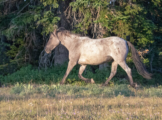 Wild Horse silver gray stallion running in the Rocky Mountains on the Montana Wyoming border in the...