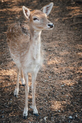 An adorable red deer in the green forest.