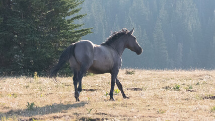 Wild Horse silver gray grullo stallion running in the Pryor Mountains Wild Horse Range on the...