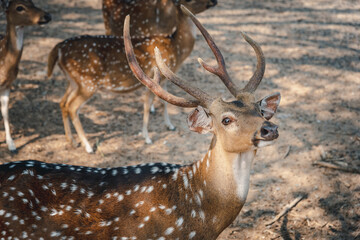 An adorable red deer in the green forest.