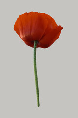 Red poppy flower.