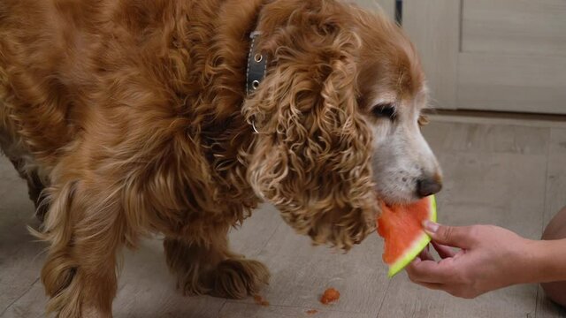 dog eats a watermelon. red cocker spaniel eats vitamins
