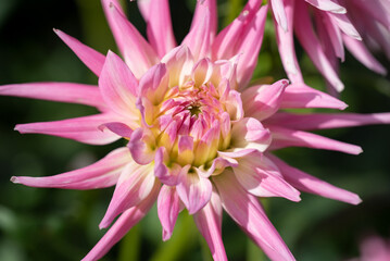 Obraz premium Schöne Blüte im Garten