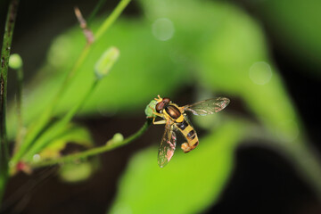 natural allograpta insect macro photo