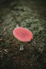Fly agaric (toadstool) mushroom in moss