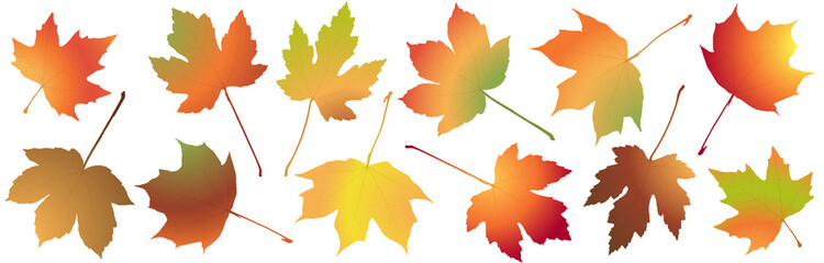 Naklejka na ściany i meble fall maple leaves colored collection