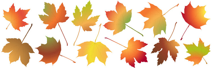fall maple leaves colored collection