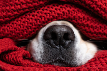 A dog's nose under a red blanket. The Golden Retriever keeps warm under the covers during bad...