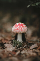 Fly agaric (toadstool) mushroom in autumn leaves