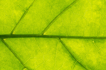 Plakat Background macro pattern of green leaves