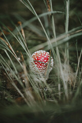 Fly agaric (toadstool) mushroom in grass