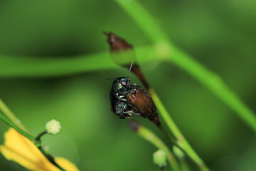 gastrophysa viridula insect macro photo