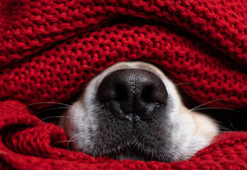 A dog's nose under a red blanket. The Golden Retriever keeps warm under the covers during bad...