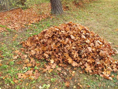 Leaf pile from maple leaves in autumn in the garden