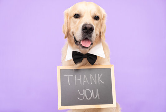The dog is holding a black sign with the words "thank you". Golden Retriever sits on a purple background in a bow tie and looks into the camera with an advertising banner.