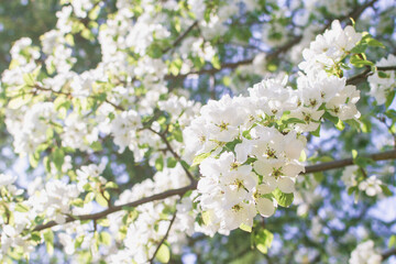 White blossoming apple tree in sunlight. Spring season, spring colors