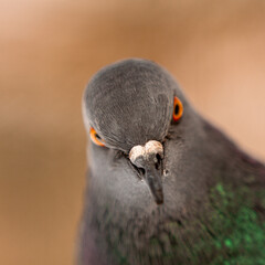 close up of a bird