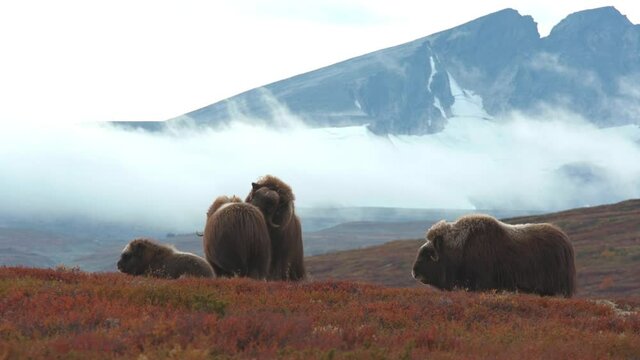 musk ox herd animal standing distant view late evening backlit mountain scenery dovrefjell norway