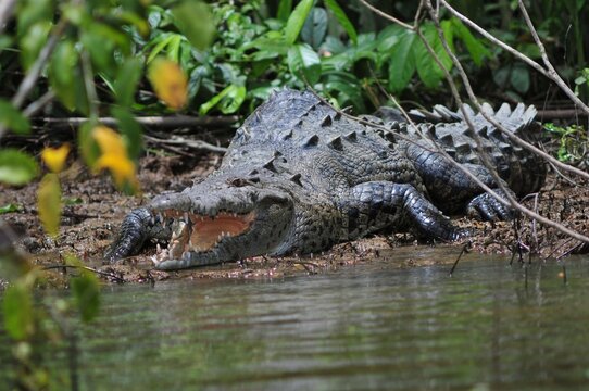 Cocodrilo Americano O Crocodylus Acutus 