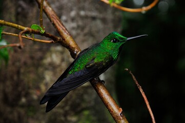 Colibrí Colibrí Brillante Frentiverde en el bosque nuboso de Monteverde