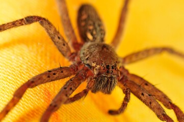 Araña en Costa Rica