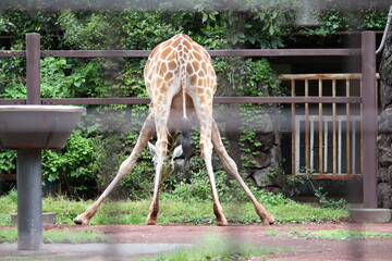 キリンのお尻