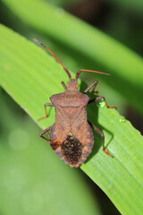 Halyomorpha Halys insect macro photo