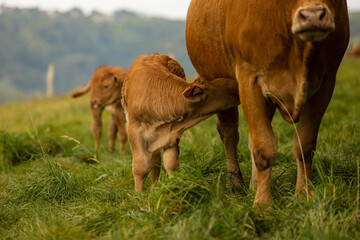 Aubrac cattle France