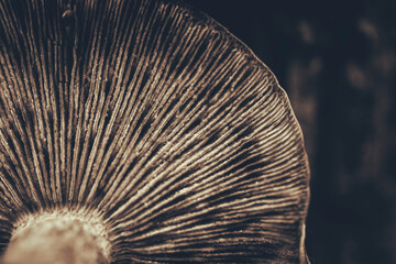 close up of a mushroom under side. Sepia monochrome.