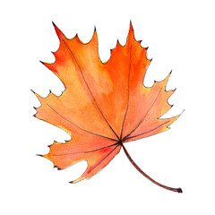Maple leaf, autumn collection, orange color. Watercolor hand painted illustration. Isolated, white background