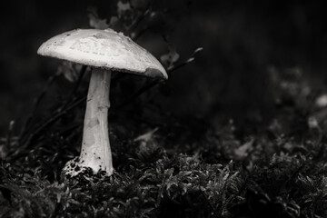 Amanita citrina, commonly known as the false death cap, or citron amanita, is a basidiomycotic mushroom, one of many in the genus Amanita. Black and white dark forest version