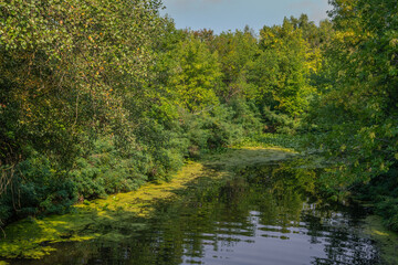A small river with calm waters and flowering water lilies along the banks flows in a wooded area. Beautiful nature.