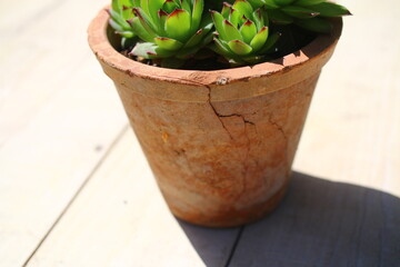 Sempervivum