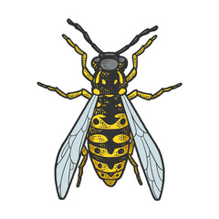 wasp insect sketch raster illustration