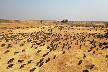 Herd of buffalo as they graze grass in their hundreds in the Moremi Game Reserve near Xakanaka,...