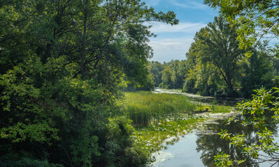 A small river with calm waters and flowering water lilies along the banks flows in a wooded area. Beautiful nature.