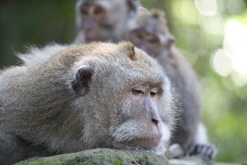 close up of a monkey