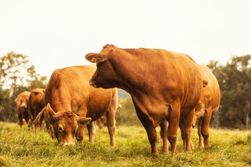 Aubrac cattle France