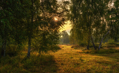 Early morning. The sun breaks through the foliage of the trees. A good place for nature tourism.