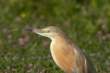 Squacco Heron (Ardeola ralloides) hunting on the grass