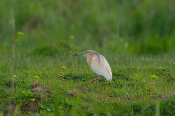 Squacco Heron (Ardeola ralloides) hunting on the grass