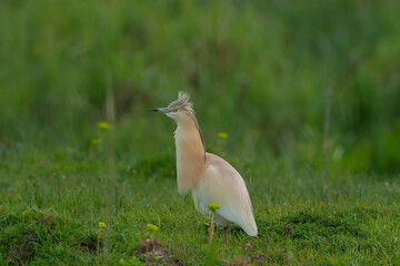Squacco Heron (Ardeola ralloides) hunting on the grass