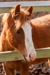 Brown horse on the farm. Portrait of a beautiful horse