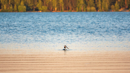 Great Crested Grebe swimming in the calm lake