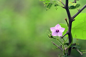 Flower Close Up