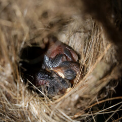 Naklejka na ściany i meble closeup photo of cute infant baby chicks of a copper sunbird sleeping soundly inside its hanging woven nest during morning