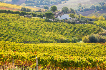 Vineyard on hils in countryside, agricultural landscape